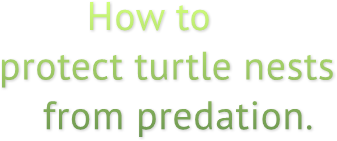 How to
protect turtle nests
    from predation.